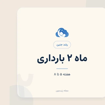رشد جنین در هفته‌های ۵ تا ۸؛ شکل‌گیری اندام‌ها